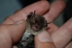 Myotis_alcathoe_PNy_01.JPG