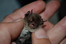 Myotis_alcathoe_PNy_01.JPG Myotis_alcathoe_PNy_01.JPG