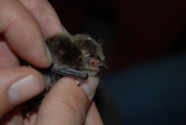 Myotis_alcathoe_PNy_02.JPG Myotis_alcathoe_PNy_02.JPG