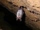 Myotis_bechsteinii_GSM_02.jpg