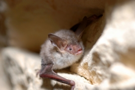 Myotis_bechsteinii_GSM_04.jpg Myotis_bechsteinii_GSM_04.jpg
