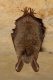 Myotis_bechsteinii_JLG_01.jpg