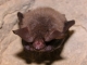 Myotis_bechsteinii_JLG_08.jpg
