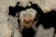Myotis_bechsteinii_JLG_10.jpg