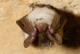 Myotis_bechsteinii_JLG_12.jpg
