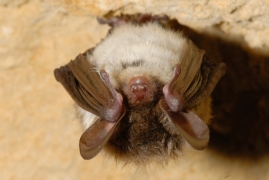 Myotis_bechsteinii_JLG_12.jpg