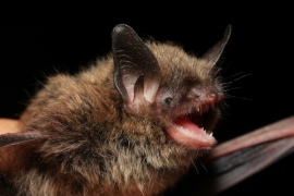 Myotis_brandtii_Dutilleul_02.JPG Myotis_brandtii_Dutilleul_02.JPG