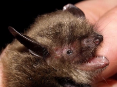 Myotis_brandtii_EW_01.jpg Myotis_brandtii_EW_01.jpg