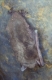 Myotis_dasycneme_01.jpg
