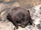 Myotis_dasycneme_02.jpg