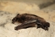 Murin des marais (Myotis dasycneme) [CC by-sa San Martin Gilles]
