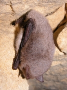 Myotis_daubentonii_JLG_01.jpg Myotis_daubentonii_JLG_01.jpg