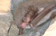 Myotis_daubentonii_JLG_02.jpg