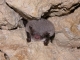 Myotis_daubentonii_JLG_03.jpg