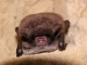Myotis_daubentonii_JLG_04.jpg