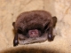 Myotis_daubentonii_JLG_04.jpg