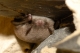 Myotis_daubentonii_JLG_05.jpg