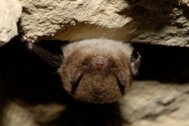 Myotis_daubentonii_JLG_06.jpg Myotis_daubentonii_JLG_06.jpg