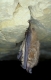 Murin à oreilles échancrées (Myotis emarginatus) [CC by Gathoye Jean_louis]