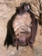 Myotis_emarginatus_JLG_08.jpg