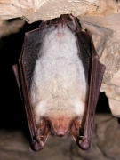 Myotis_myotis_JLG_03.jpg Myotis_myotis_JLG_03.jpg