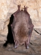 Myotis_myotis_JLG_04.jpg