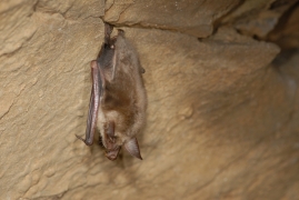 Myotis_myotis_JLG_06.jpg Myotis_myotis_JLG_06.jpg