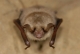 Myotis_myotis_JLG_10.jpg