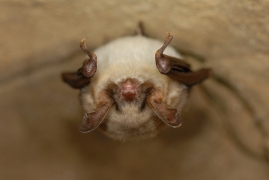 Myotis_myotis_JLG_11.jpg Myotis_myotis_JLG_11.jpg