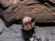 Myotis_mystacinus_brandtii_JLG_01.jpg