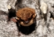 myotis_mystacinus_GSM2.jpg