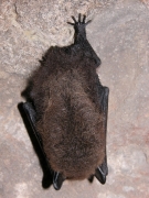 Myotis_mystacinus_JLG_01.jpg Myotis_mystacinus_JLG_01.jpg