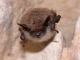 Myotis_mystacinus_JLG_06.jpg