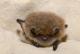 Myotis_mystacinus_JLG_08.jpg