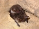 Myotis_nattereri_accouplement_GSM.jpg