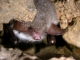 Myotis_nattereri_GSM_03.jpg