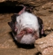 Myotis_nattereri_JLG_01.jpg
