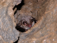 Myotis_nattereri_JLG_02.jpg Myotis_nattereri_JLG_02.jpg