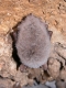 Myotis_nattereri_JLG_04.jpg
