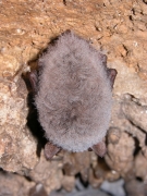 Myotis_nattereri_JLG_04.jpg Myotis_nattereri_JLG_04.jpg