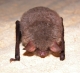 Myotis_nattereri_JLG_07.jpg