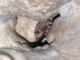 Myotis_nattereri_QuentinSmit_06.JPG