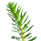 plantes aqua