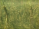 Myriophyllum heterophyllum parties immergées [CC by Hussner Andreas]
