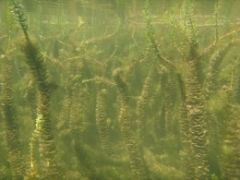 Myriophyllum heterophyllum2_AndreasHussner Myriophyllum heterophyllum2_AndreasHussner