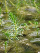 Myriophyllum-heterophyllum_AndreasHussner Myriophyllum-heterophyllum_AndreasHussner