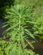 Myriophyllum_aquaticum_Paul Champion Myriophyllum_aquaticum_Paul Champion