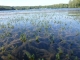 Myriophyllum heterophyllum parties immergées et émergées [CC by Champion Paul]