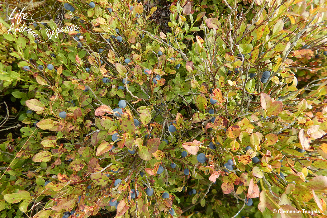 Myrtille_commune_Lonlou_20190808_CT