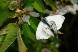 napi_delacre.JPG napi_delacre.JPG